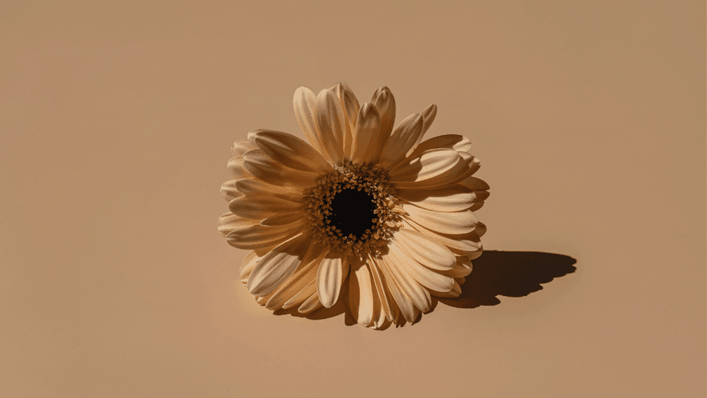 פרח על רקע חום