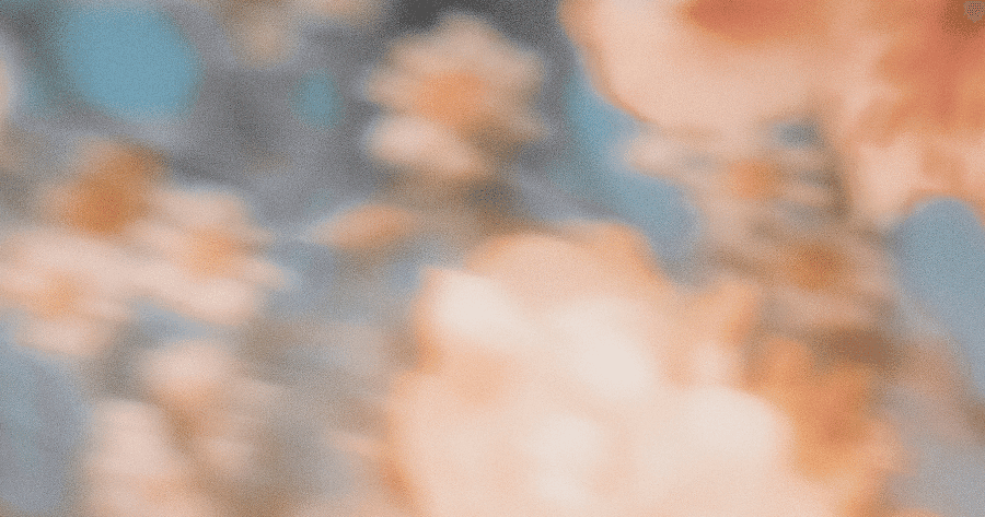 פרחים מטושטשים